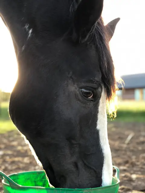 Horse eating from a feed bowl