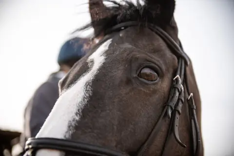 Close up of a horse’s head and glossy coat
