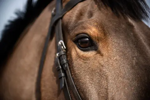Close up of a bay horse’s eye and bridle